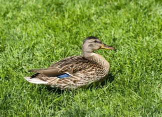 Duck Poop: tutto ciò che avresti sempre voluto sapere
