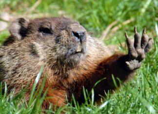 Cacca di marmotta: tutto ciò che avresti sempre voluto sapere
