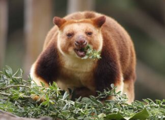 10 incredibili fatti sul canguro degli alberi
