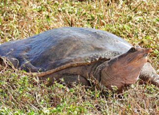 Florida Softshell Turtle (Apalone ferox)