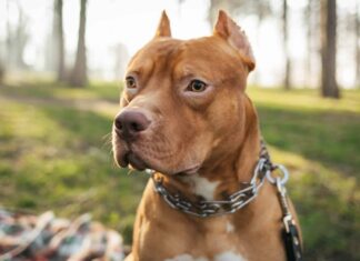 Pocket Pitbull contro Pitbull
