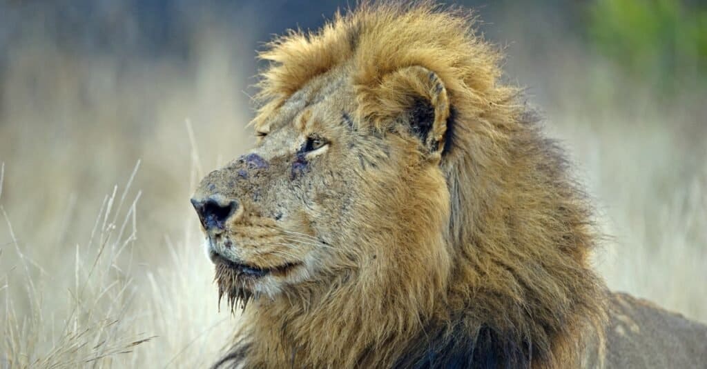 Quanto tempo vivono i leoni - vecchio leone