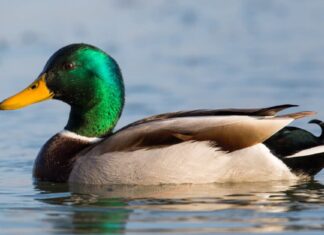 Pair of Mallard Ducks