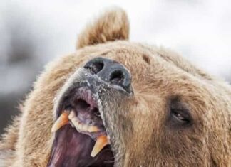 Guarda One Grizzly Bear Charge 50+ Elk a Yellowstone
