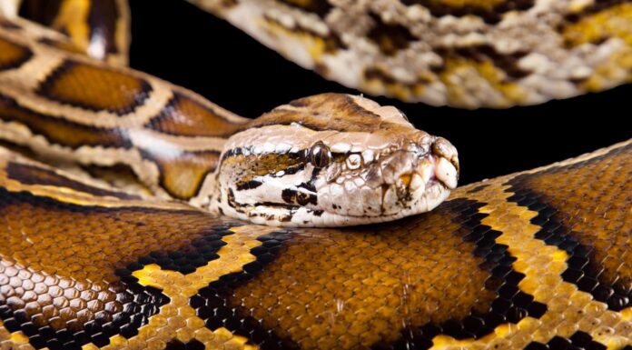 Incontra i cacciatori di serpenti della Florida che hanno ucciso più di 1.000 pitoni invasivi
