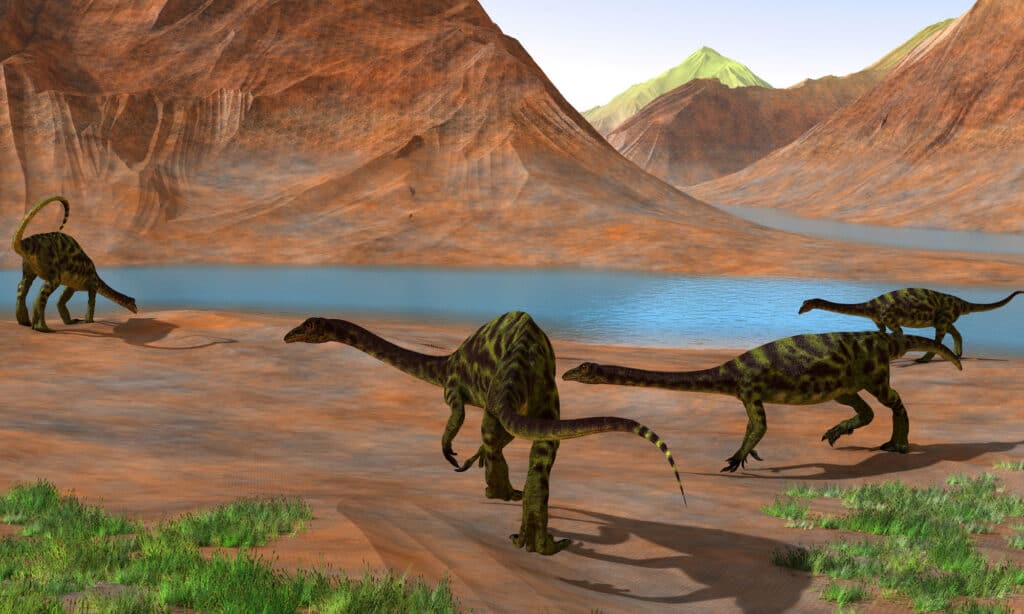 Dinosauri Anchisauro