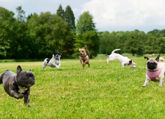 8 migliori parchi per cani a Colorado Springs
