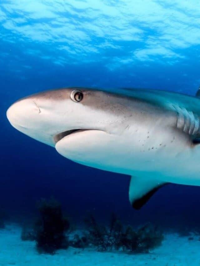 squalo che nuota vicino al fondo dell'oceano