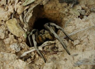 hobo spider vs wolf spider