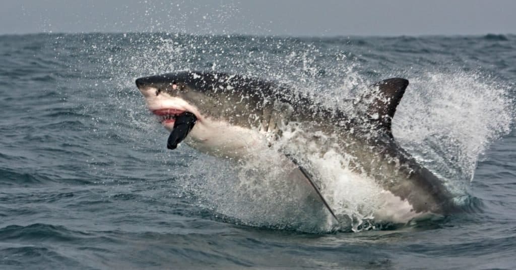 Pesce più grande: grande squalo bianco
