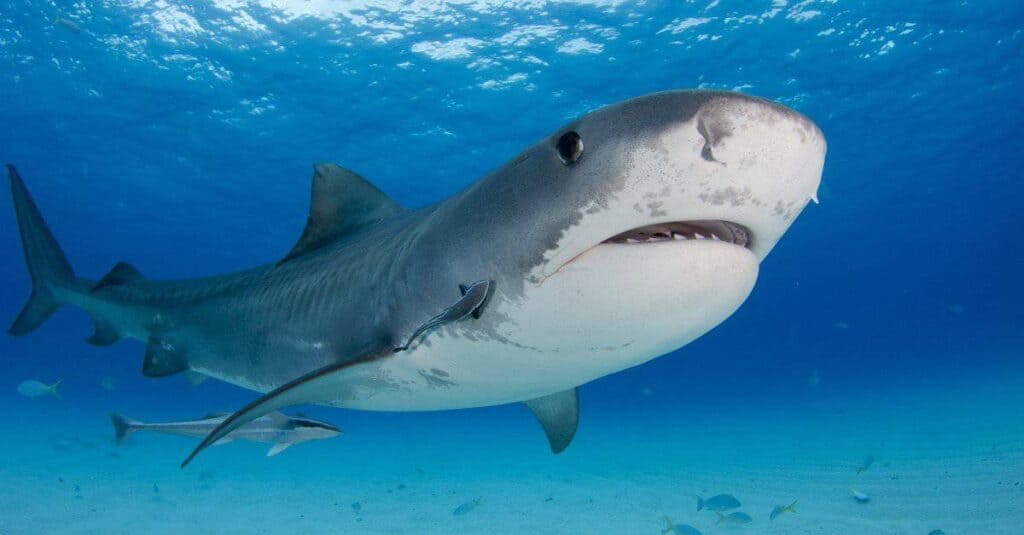 Il pesce più grande del mondo: lo squalo tigre