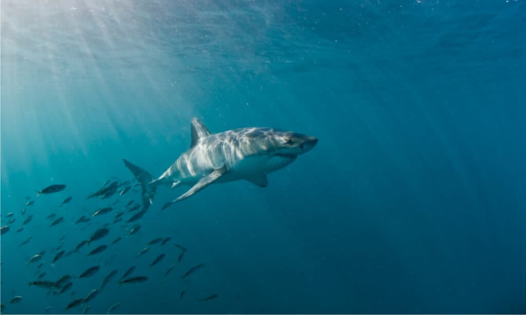 Grandi habitat bianchi: dove vivono i grandi squali bianchi?