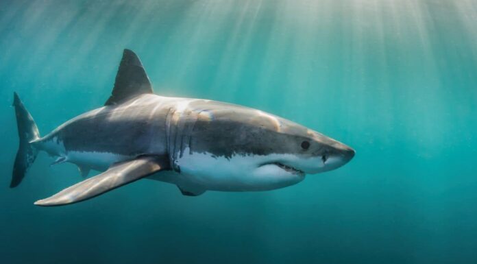 Grandi squali bianchi nella Carolina del Nord: dove vivono e quanto spesso vengono avvistati
