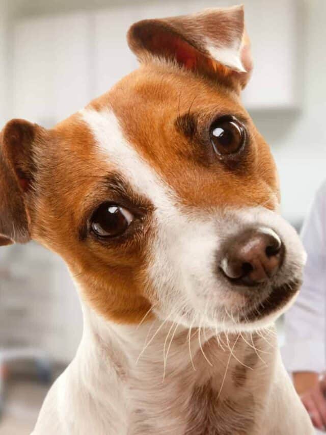 Jack Russell terrier nell'ufficio del veterinario