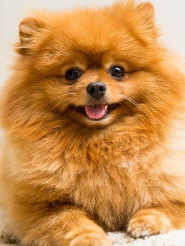 Cucciolo di Pomerania sdraiato sul tappeto