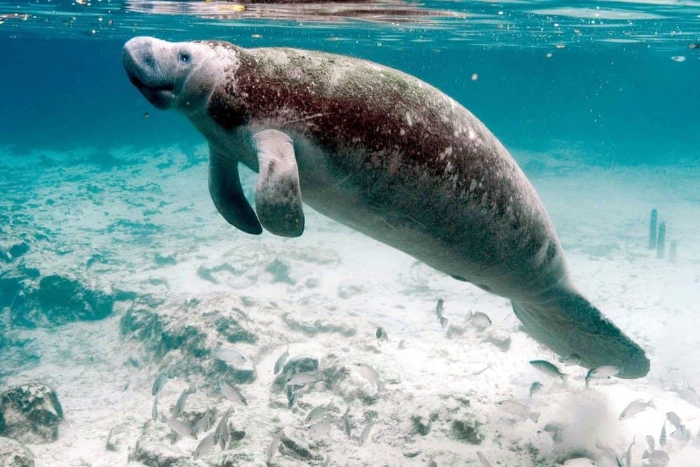 Manatee che nuota a Crystal River