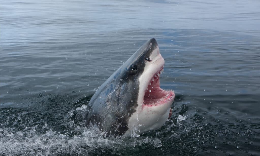 Il grande squalo bianco, Carcharodon carcharias, che mostra i suoi denti.