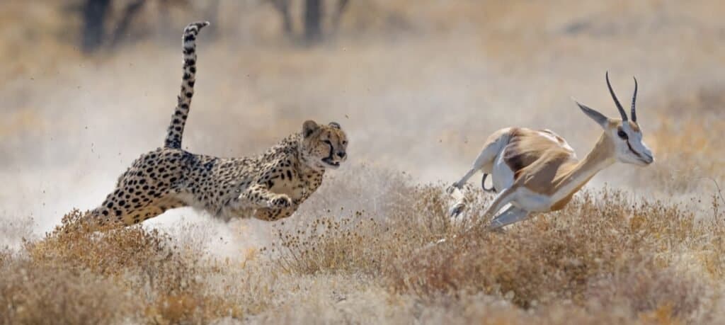 Tipi di grandi felini: ghepardo