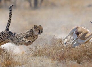 Cheetah vs Pronghorn: quale è più veloce?
