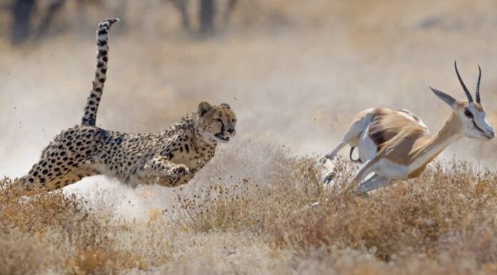 Cheetah vs Pronghorn: quale è più veloce?
