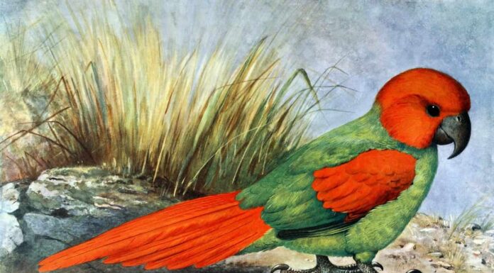 Carolina parakeet