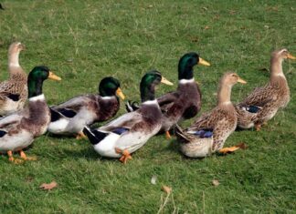 Rouen Duck vs Germano reale: quali sono le differenze?
