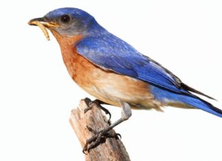 Western Bluebird vs Eastern Bluebird: quali sono le differenze?
