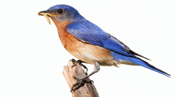 Western Bluebird vs Eastern Bluebird: quali sono le differenze?
