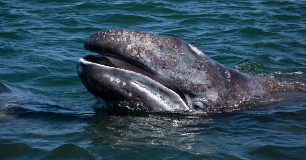 balena grigia che fa capolino fuori dall'acqua