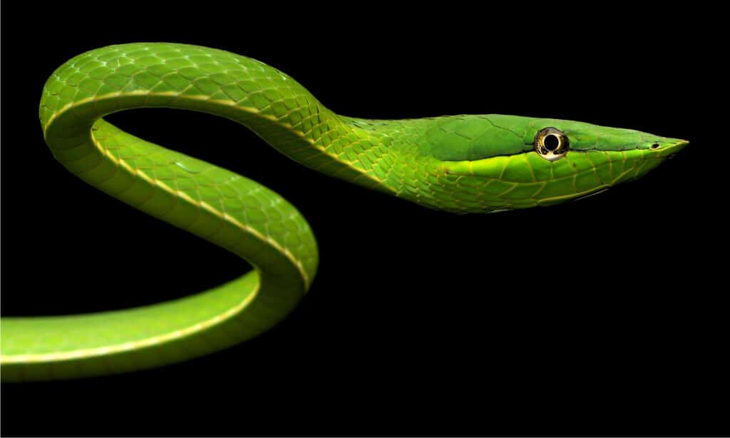 Serpente verde della vite