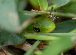 Scopri il più grande serpente verde grezzo mai registrato
