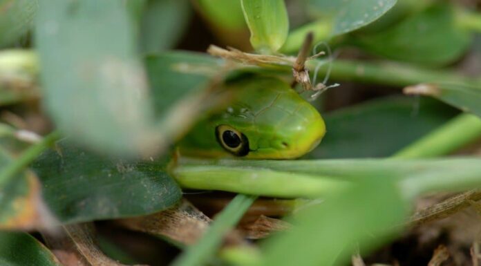 Scopri il più grande serpente verde grezzo mai registrato
