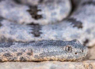 Scopri i primi cinque serpenti più grandi (e più pericolosi) nel New Mexico quest'estate!
