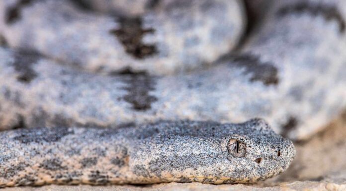 Scopri i primi cinque serpenti più grandi (e più pericolosi) nel New Mexico quest'estate!
