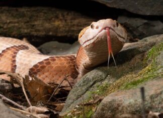 Guarda come è incredibilmente veloce un attacco di serpente Copperhead al rallentatore
