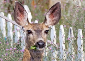 Cervi in ​​Texas: tipi, popolazioni e dove vivono
