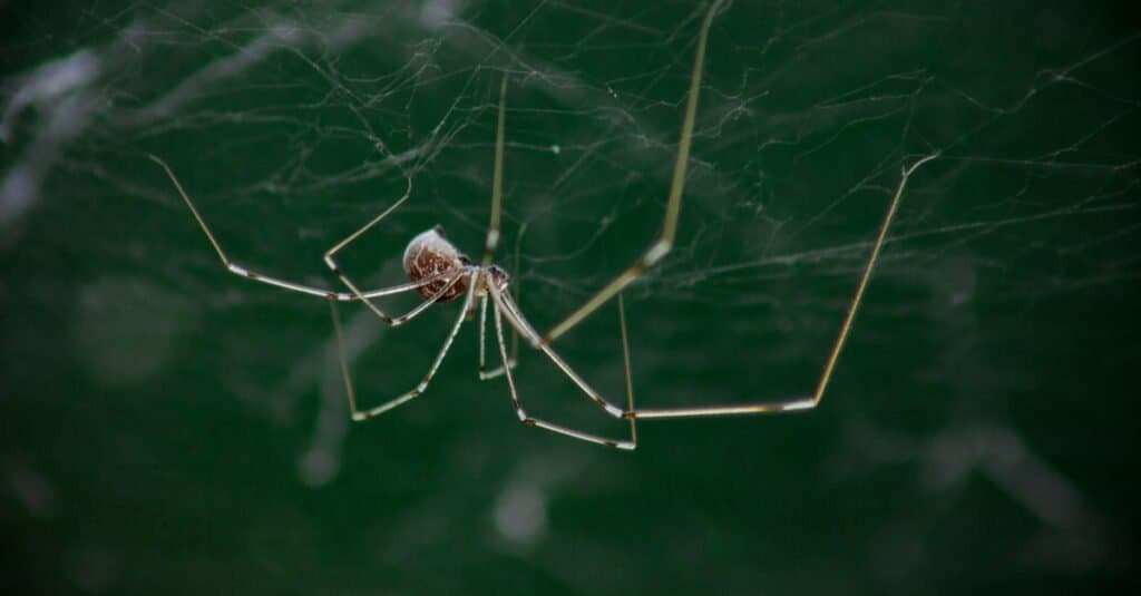 Le gambe lunghe di papà sono velenose o pericolose? I ragni