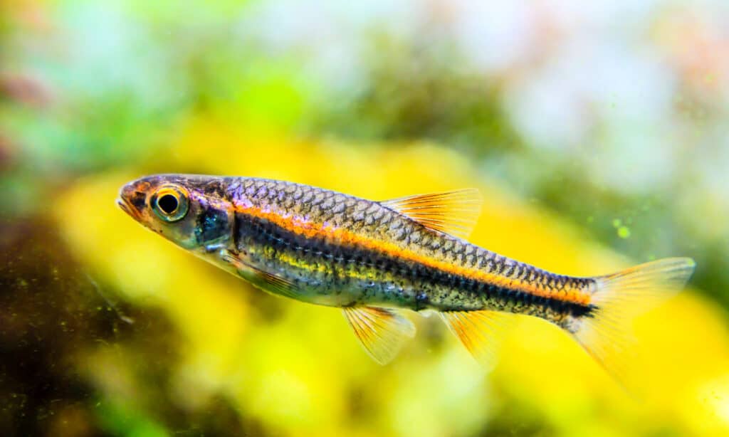 Shiner (Notropis chrosomus)