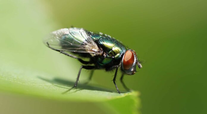 10 incredibili fatti sulla mosca
