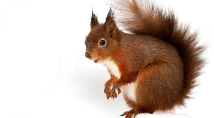 10 incredibili fatti sullo scoiattolo rosso
