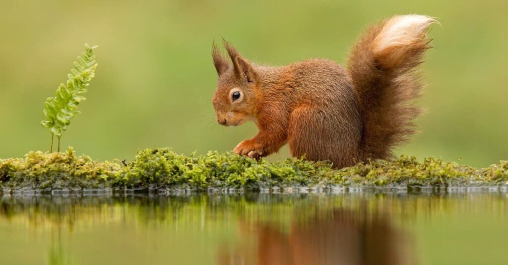 Riflessione di uno scoiattolo rosso in uno stagno.