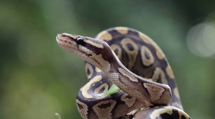 Guarda un Python Dead avvolgere un drago di Komodo e altre lucertole
