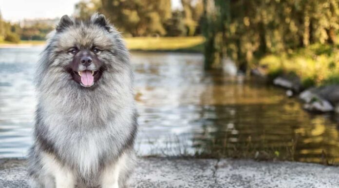  Adorabile!  Incontra le 6 razze di cani più soffici
