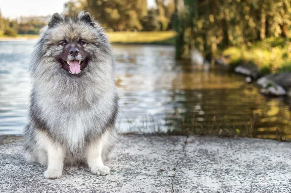 Keeshond vicino all'acqua