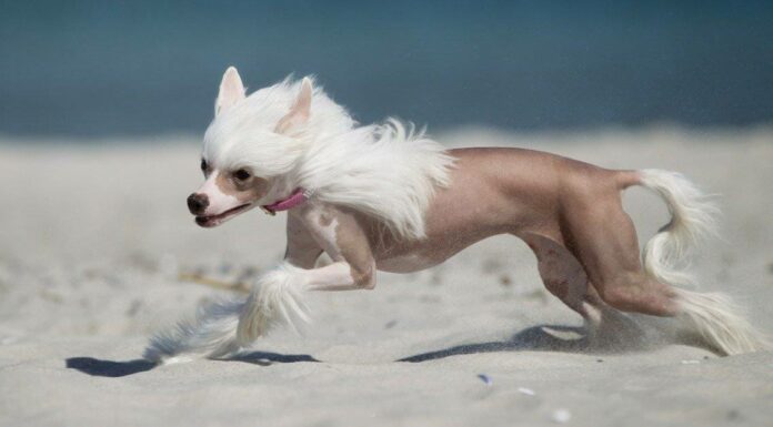 Chinese crested dog running on the beach