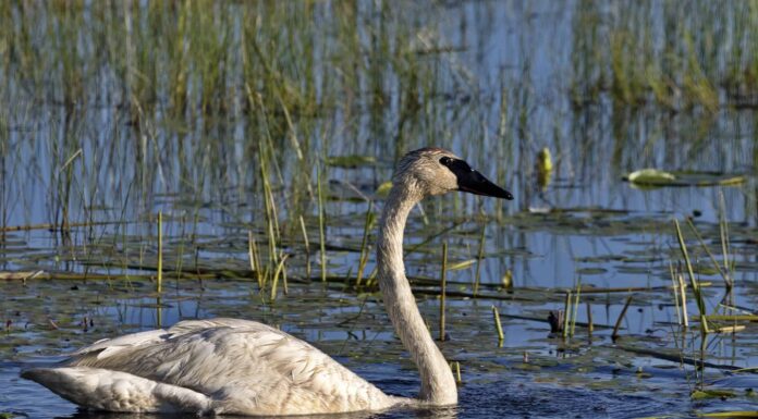 I 10 migliori luoghi per il birdwatching del Wisconsin quest'estate
