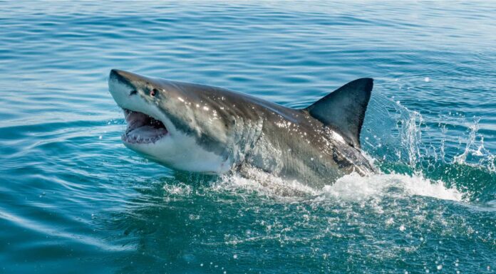 Guarda: il grande squalo bianco da 1.644 libbre catturato al largo delle acque canadesi
