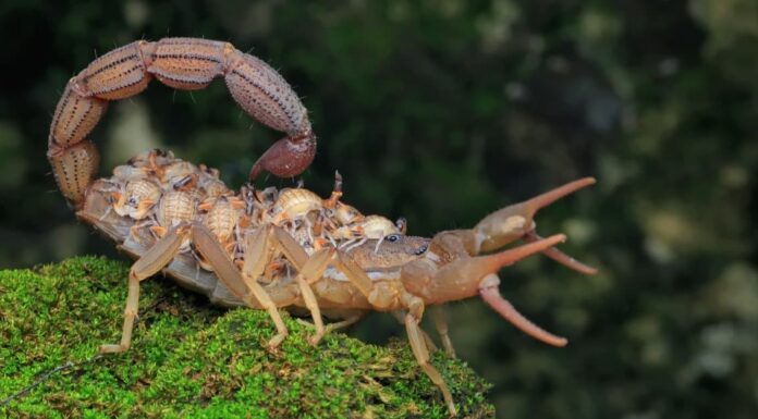 3 Scorpioni in Georgia
