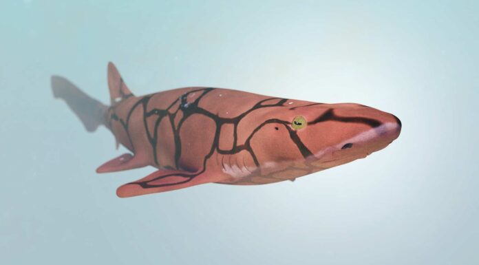 I 10 squali dall'aspetto più insolito

