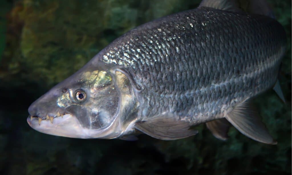 Hydrocynus goliath, il pesce tigre Golia, foto ravvicinata che mostra i suoi grandi denti affilati mentre nuota in un acquario.